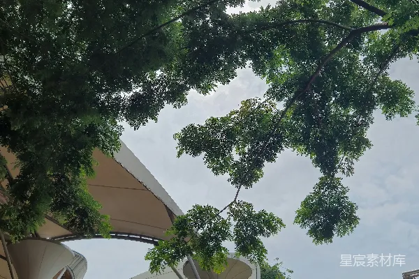 透过一些树木看的一幢建筑