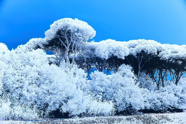 一群覆盖着白雪的树木