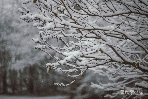 浅聚焦摄影中的雪覆盖树木