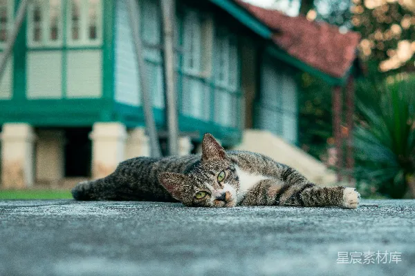高清摄影 一只悠闲的虎斑猫躺在混凝土上。