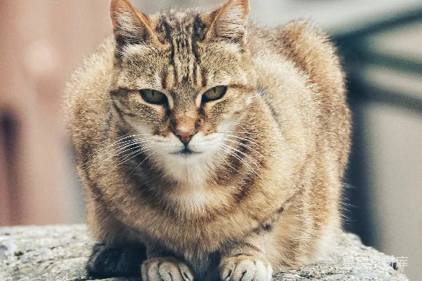 高清摄影 棕色虎斑猫
