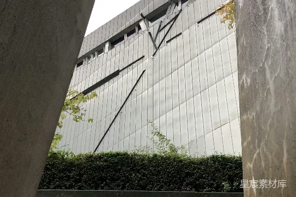 高清摄影 绿色植物在白色混凝土墙上