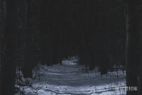 白天树木覆雪