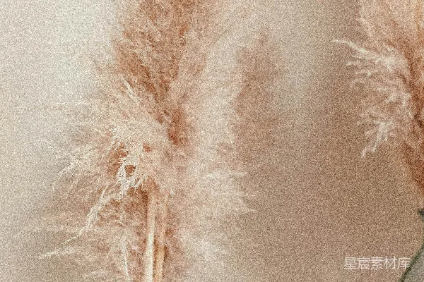 淡褐色的装饰植物放在透明玻璃花瓶里