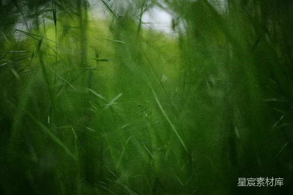 绿草在风中摇曳。