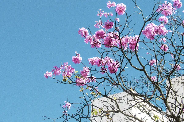 高清摄影 白天的粉红色樱花树