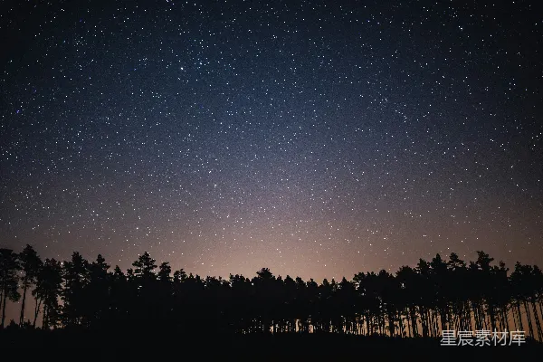 夜空被星星和树木填满。