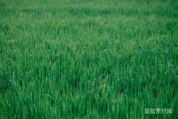 一片绿草田
