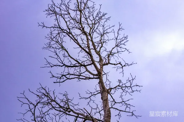 裸树衬托着一片阴云密布的紫色天空