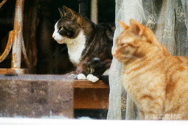 橙色斑点猫和棕色斑点猫坐在棕色木桌上