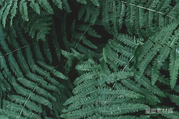 绿色蕨类植物的近景摄影