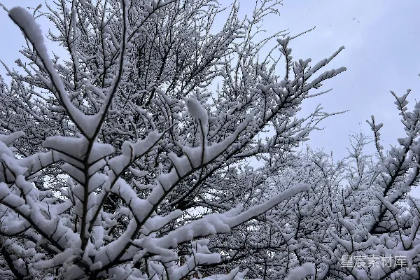 覆盖着白雪的大树，枝叶繁茂