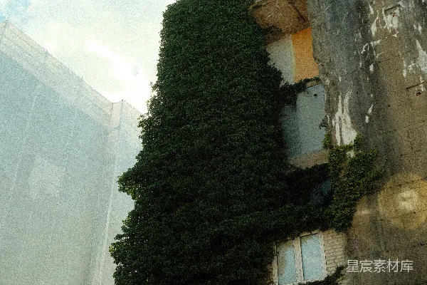高清摄影 在多云的天空下，一座建筑物被茂密的绿色常春藤覆盖着。