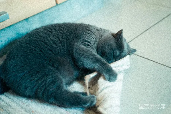 短毛黑猫