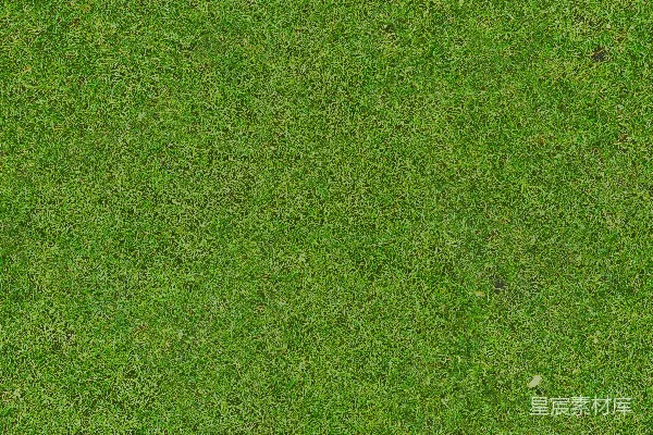绿色的草地填满画面。