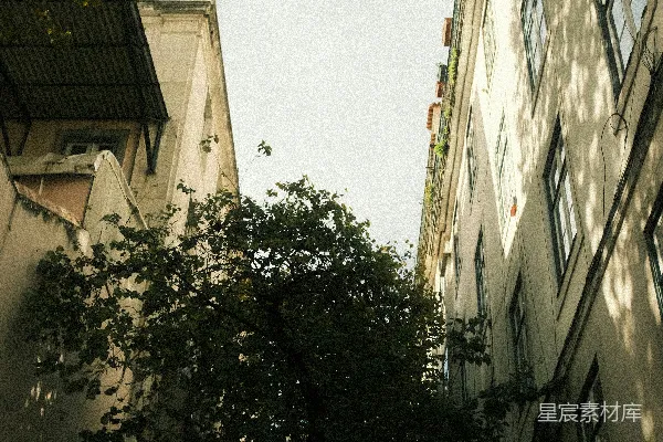 建筑物之间的窄街有一棵树