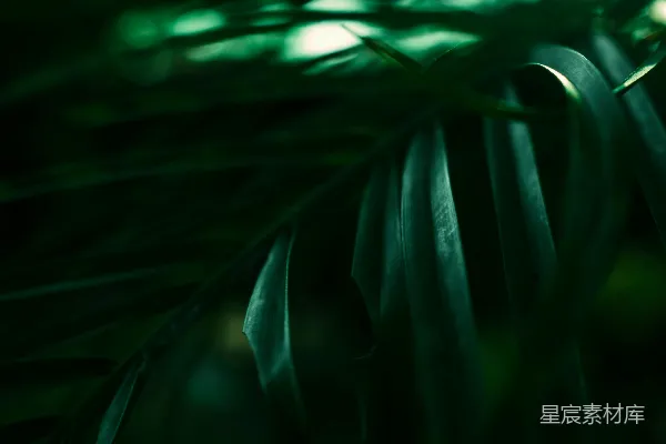 一些植物的特写镜头