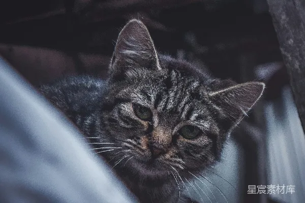 棕色虎斑猫在蓝色纺织品上