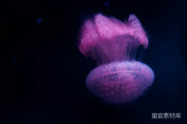 粉红色的水母