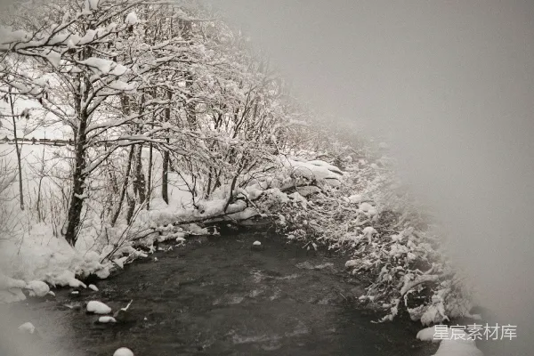 白天树木覆盖着积雪