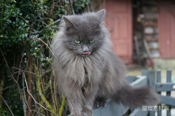 灰猫坐在木凳上。