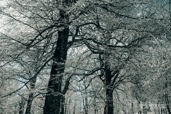覆盖着白雪的森林里布满了树木。