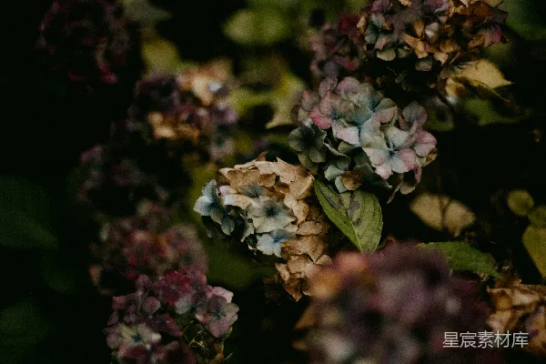 一束在暗处的花