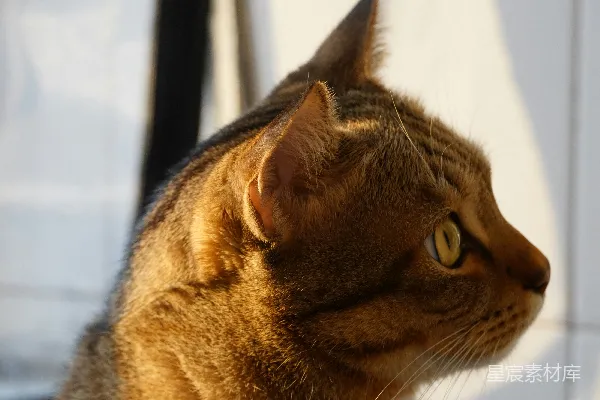 一只猫坐在白色的墙面前