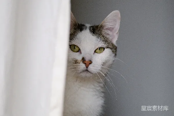 一只猫正盯着镜头看。