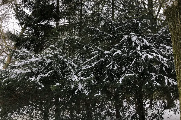 雪覆盖的松树矗立在一片白雪森林中