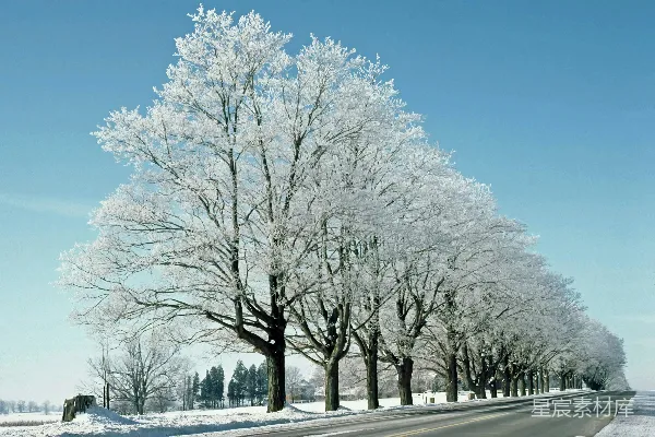 一条路两旁种满了覆盖着白雪的树木