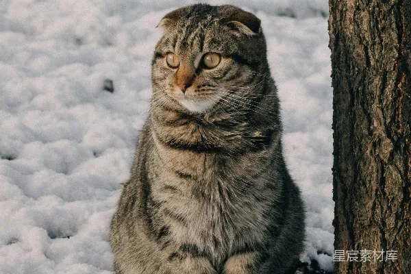 坐在雪地里的一只猫旁边有一棵树
