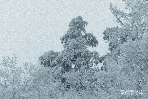 一幅黑白照片，树木覆盖着白雪。