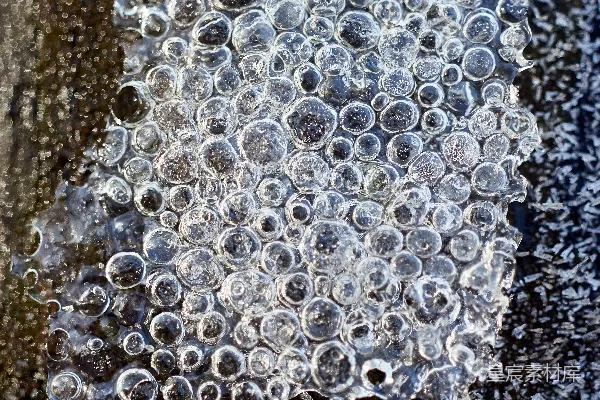 一串挂在树上的气泡