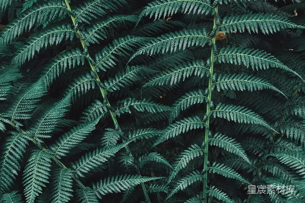 绿蕨植物