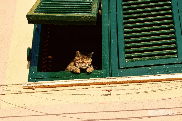 棕虎猫在窗户上