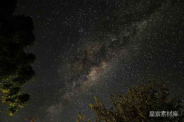 夜晚透过树看的银河。