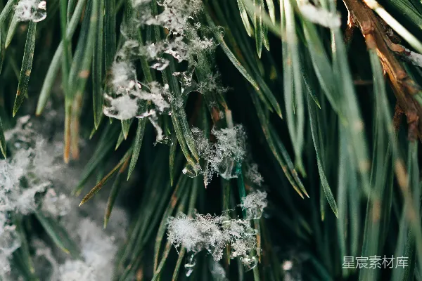 白花的特写照片