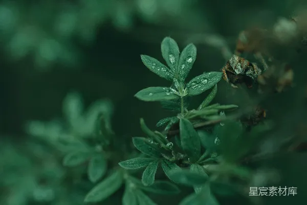 绿叶上的近景，带有水珠。