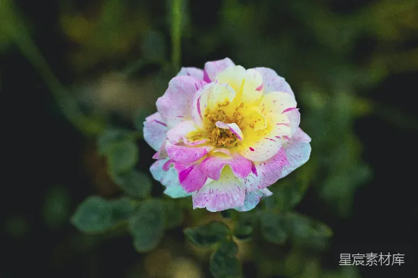 粉红色和黄色的花朵上有绿色的叶子