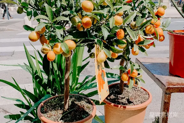 两种柑橘树上挂满了果实展示在眼前