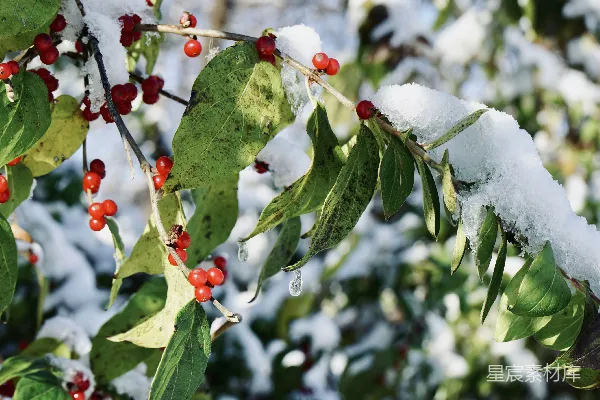 覆盖着白雪的带有红色浆果和绿色叶子的树枝