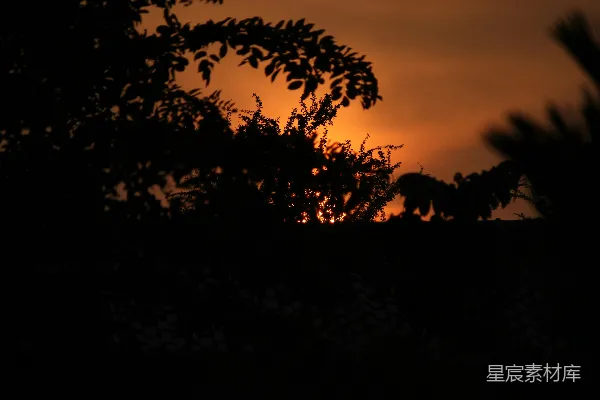 夕阳下树木的轮廓