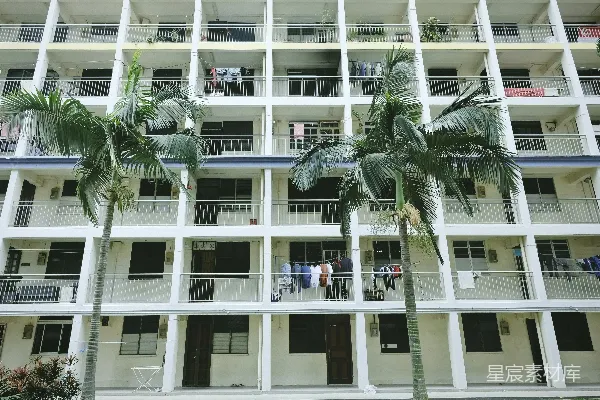 绿色棕榈树近白色混凝土建筑