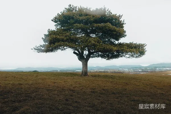 白天绿树映衬在褐色草地上