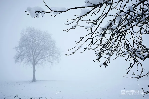 一片雪地中的孤树