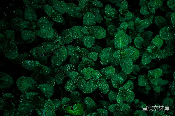 一束长满水珠的绿色植物