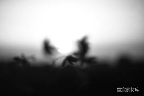 阳光透过模糊的植物。