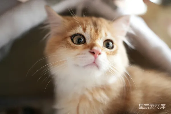 一只猫坐在一张床旁边的人的上方。