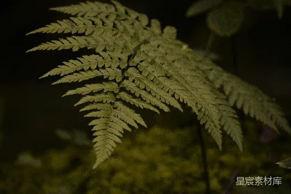 高清摄影 一株绿色的植物在黑暗中生长